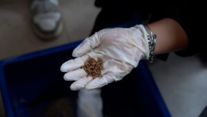 Hari Bumi 2026, Polije Latih Mahasiswa Budidaya Maggot untuk Kelola Sampah