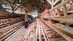 Dolar Menguat, Harga Telur Malah Anjlok: Peternak Ayam di Jember Terjepit, Akal-akalan Pakan Demi Bertahan
